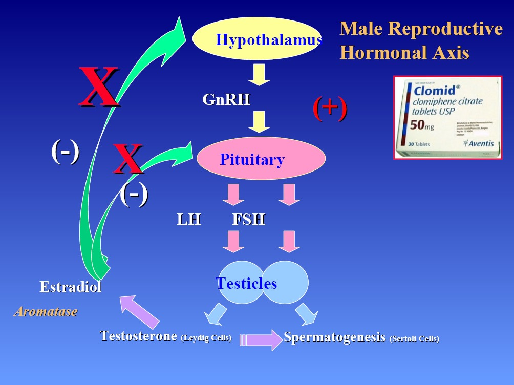 Effects of testosterone in males